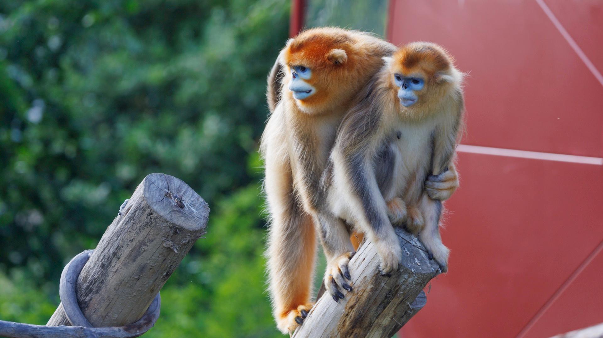 Pairi Daiza : les singes dorés sont visibles après la fin de leur quarantaine