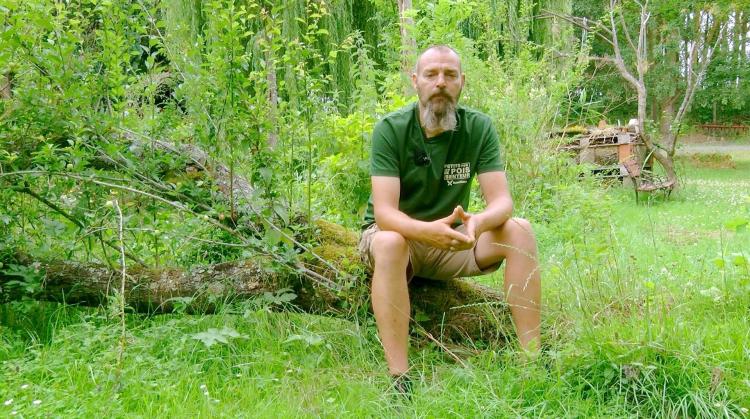 Petits pois et pois de senteur sur le Leonurus cardiaca