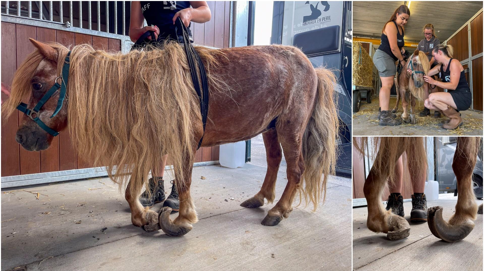 Tournai : une ponette en détresse sauvée par l’association Animaux en Péril