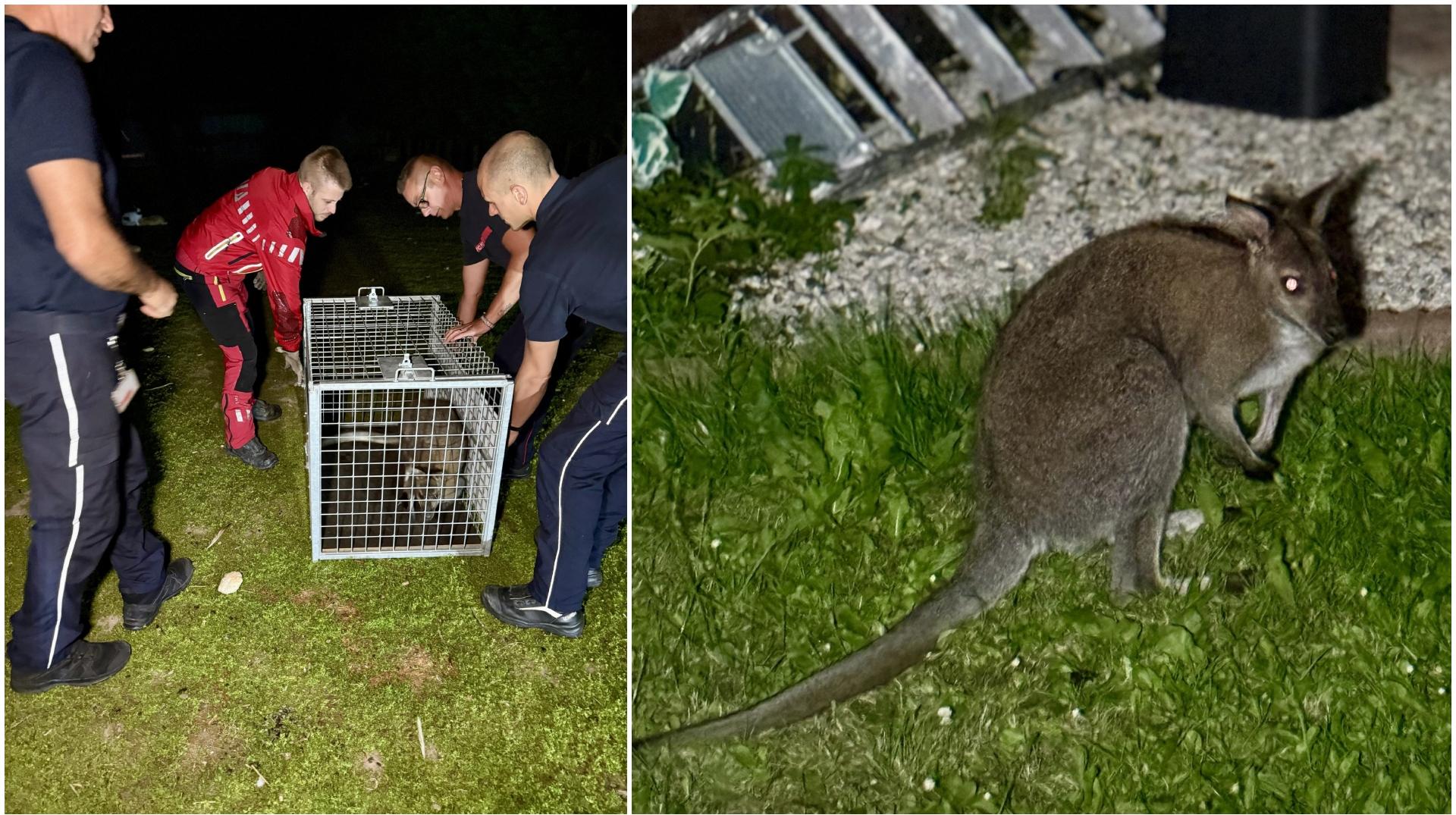 Fin de cavale pour un des deux wallabies en liberté : il a été capturé à Wattrelos