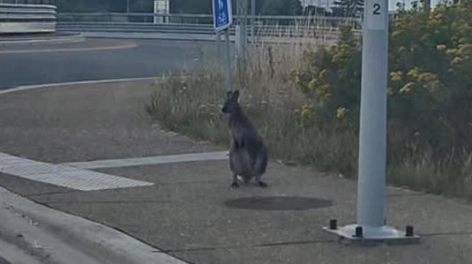 La famille enfin réunie : le deuxième wallaby en cavale a été capturé