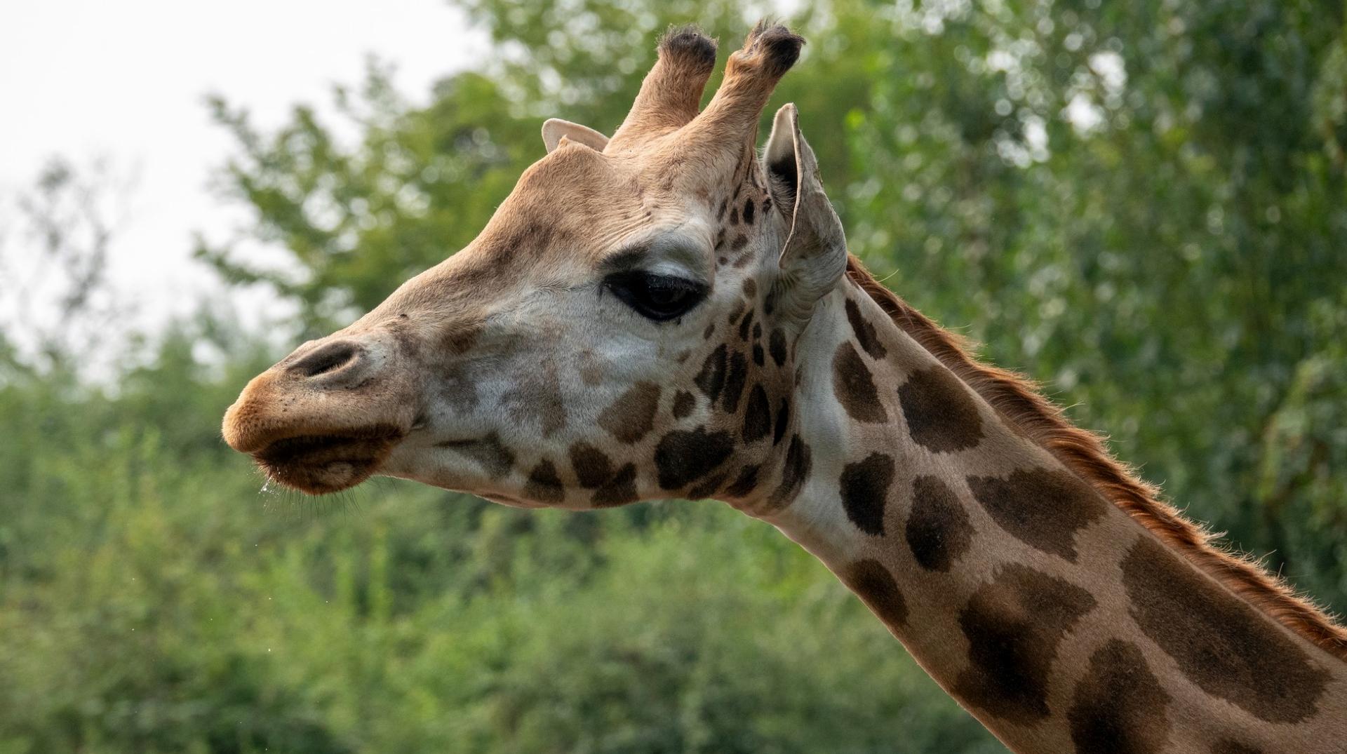 Pairi Daiza en deuil : Juul la girafe est décédée