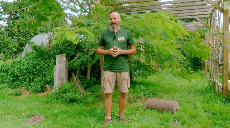 Petits pois et pois de senteur : guimauve officinale et vérités sur la pollinisation courgette-concombre