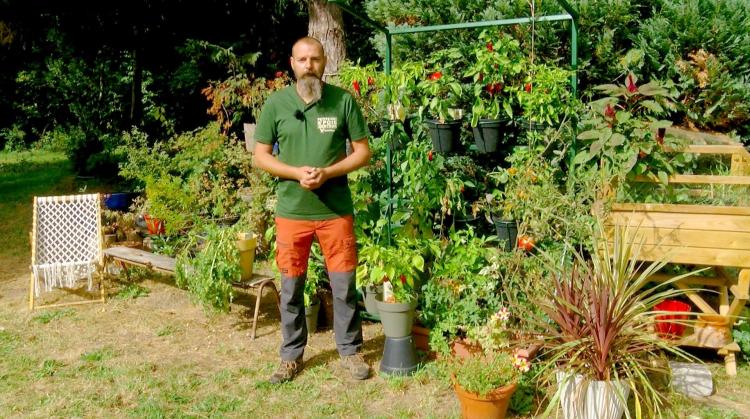 Petit pois et pois de senteur au sujet du panicaut, de pelouse soignée et de fraisiers en détresse