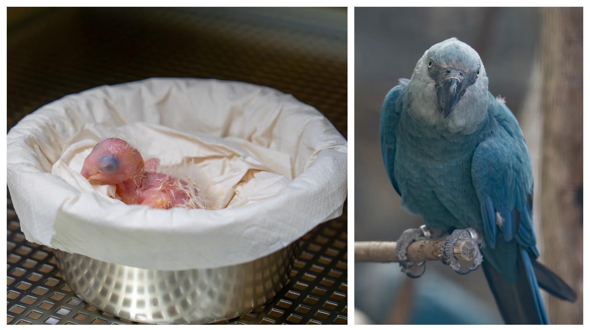 Pairi Daiza annonce une naissance historique, celle d’un Ara de Spix