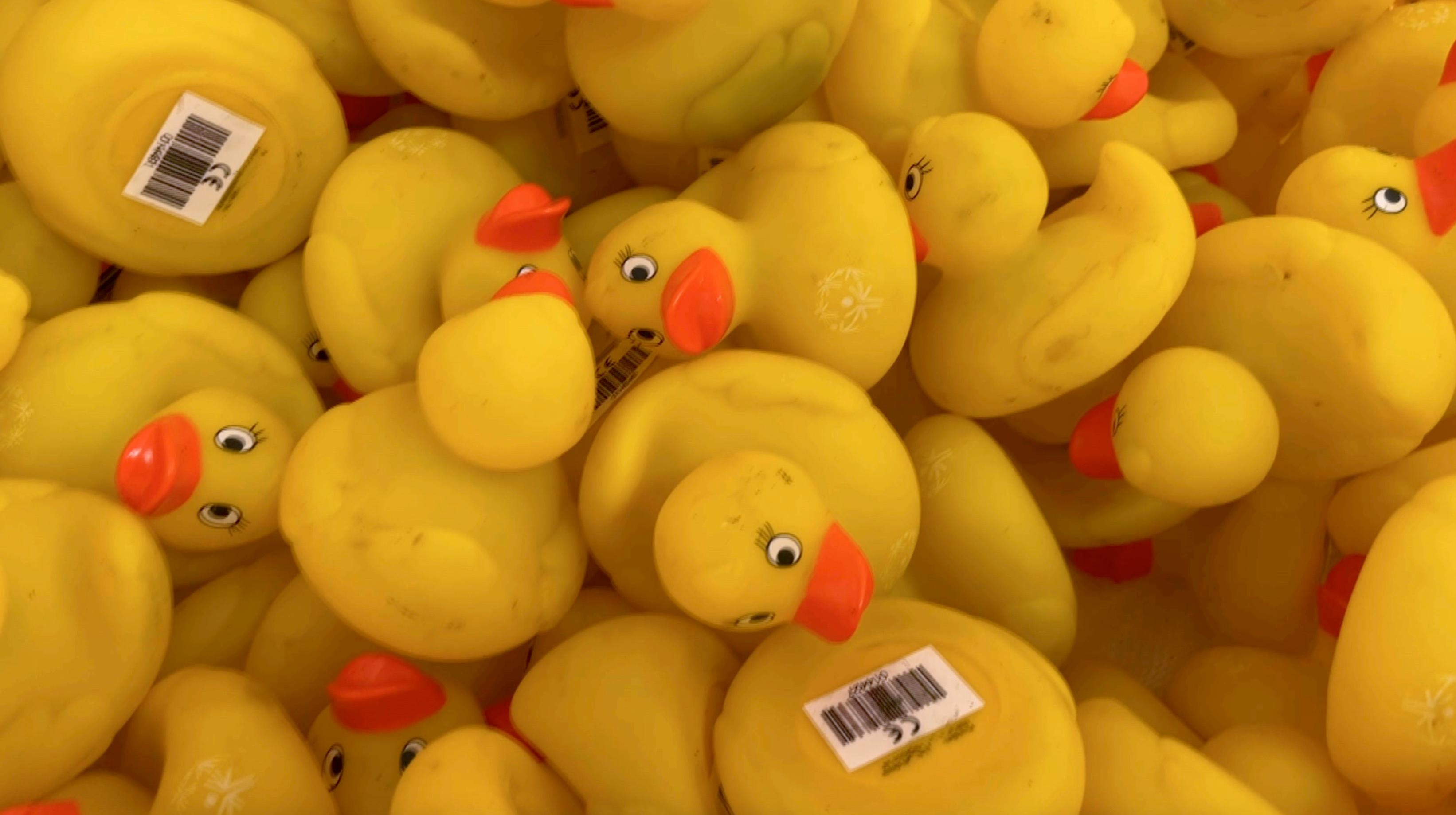 Ath : la première course de canards sur la Dendre reportée à cause des conditions météorologiques