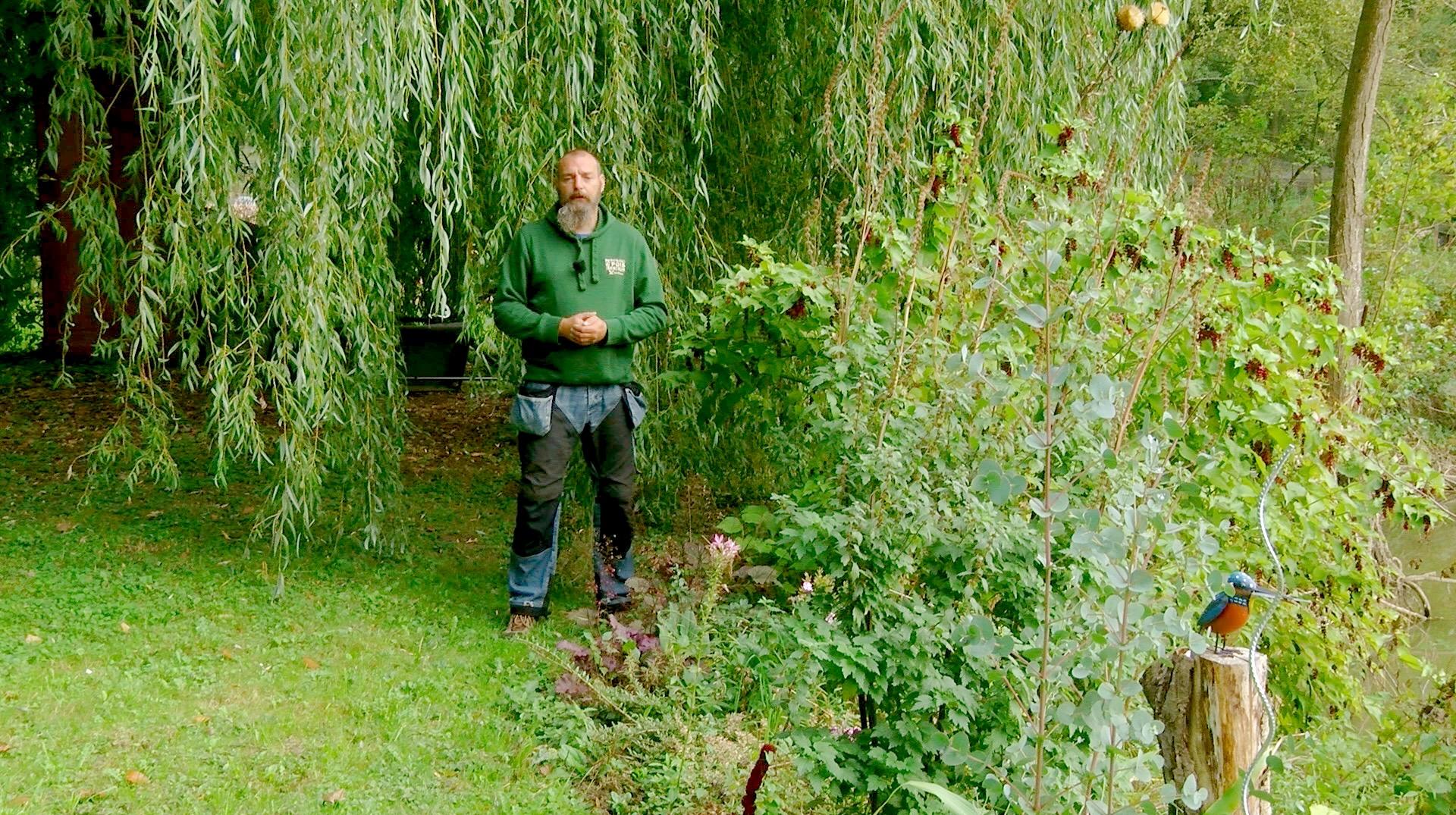 Dans Petits pois et pois de senteur, l'Achillée, les engrais verts et la fructification du kaki