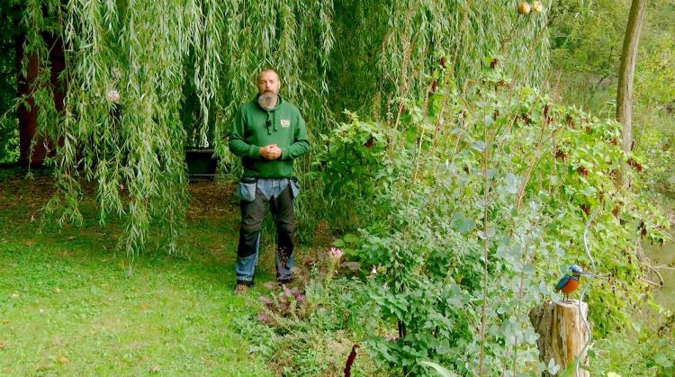Dans Petits pois et pois de senteur, l'Achillée, les engrais verts et la fructification du kaki