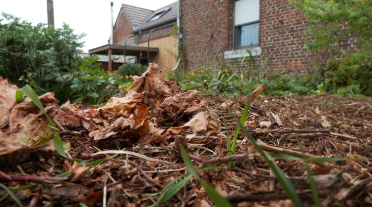 Mon jardin, c'est le pied : ce que vous pouvez faire des feuilles mortes dans votre jardin