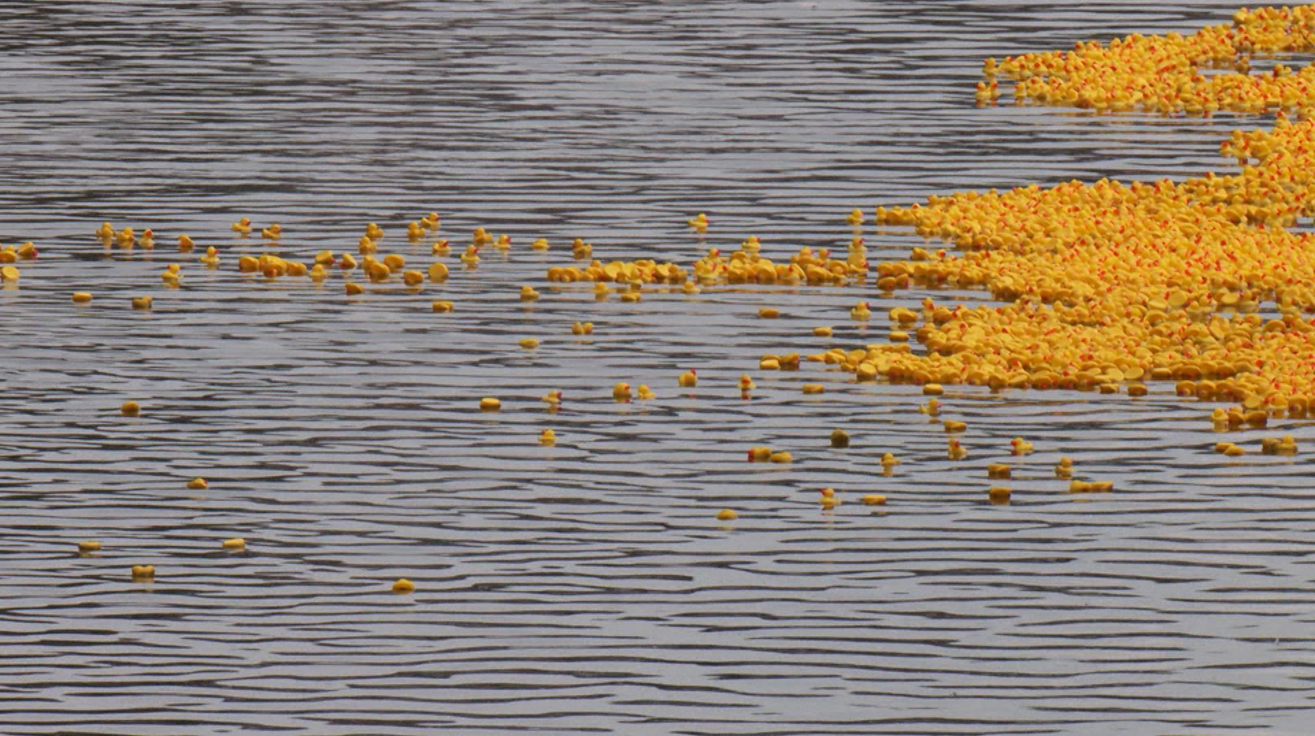 Les canards tournaisiens rapportent 20.000€ à la Banque Alimentaire