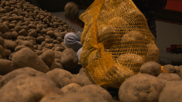 Gaurain-Ramecroix : la ferme de la Fauvette se réinvente pour vendre sa production de pommes de terre