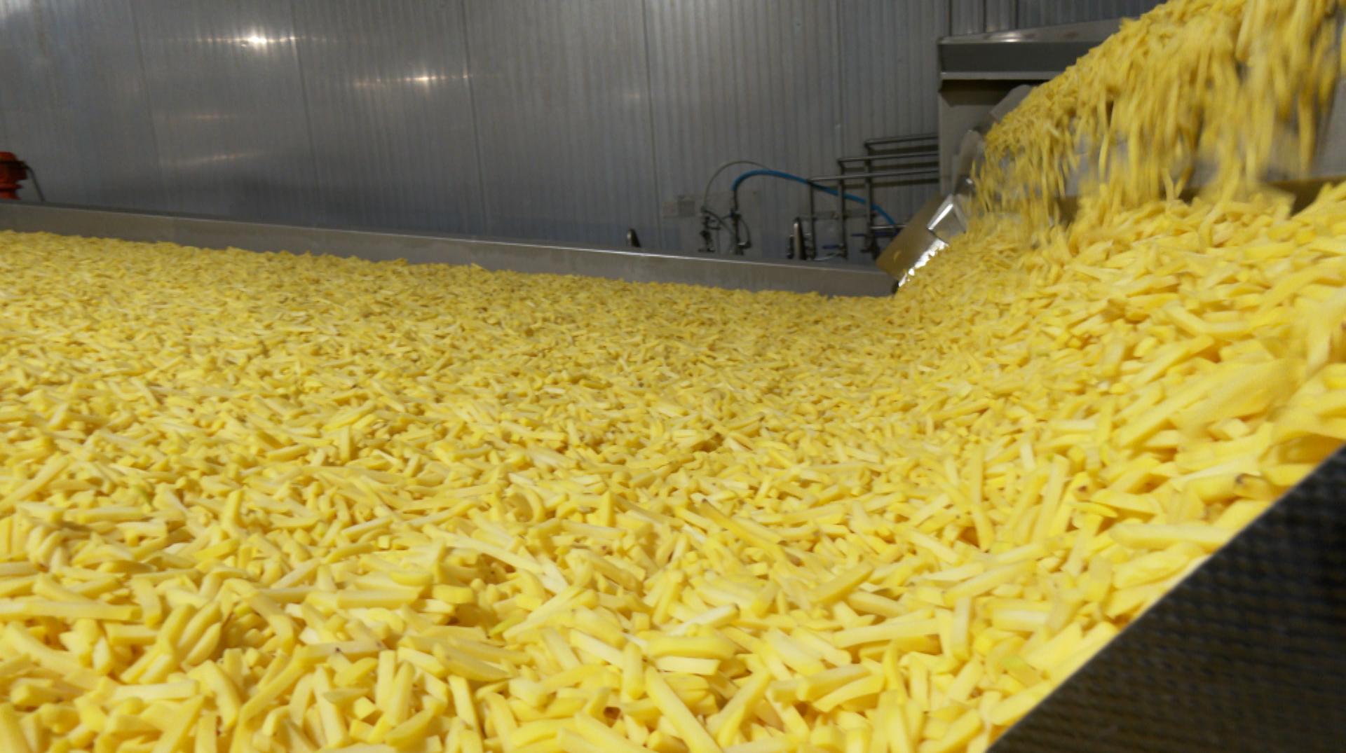 Des champs au rayon surgelé, découvrez le parcours de la pomme de terre chez Ecofrost