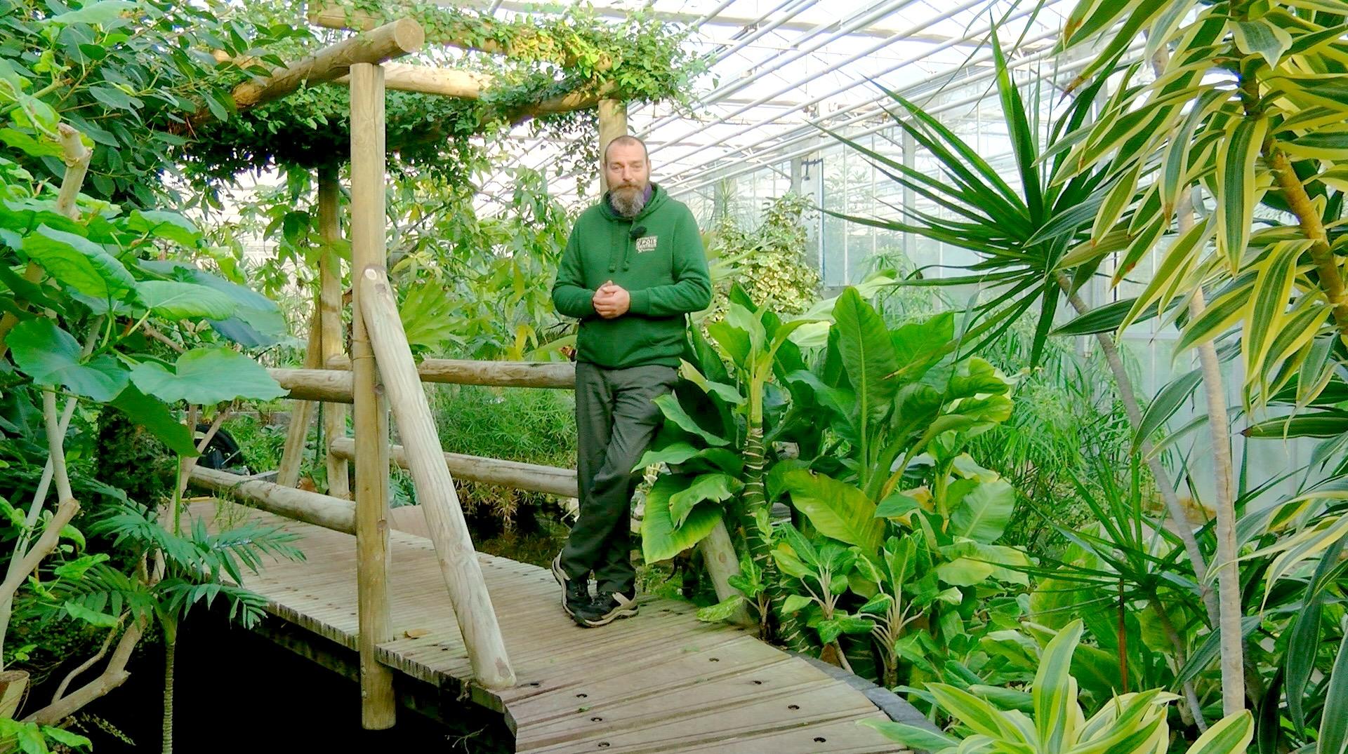 Petits pois et pois de senteur : sols du jardin, plantes de fêtes et cerisiers colonnaires