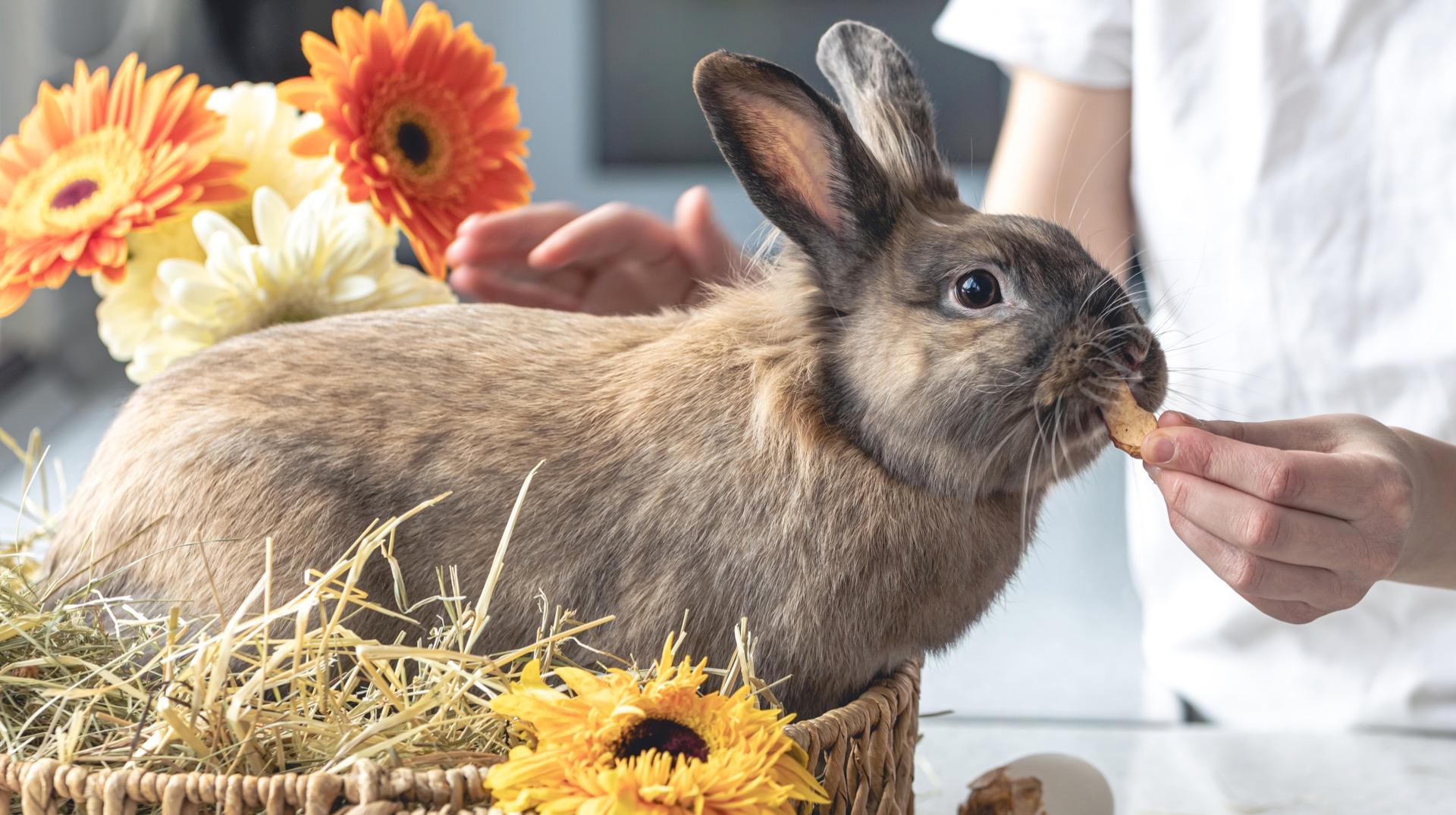 Lundi perdu : pourquoi mange-t-on du lapin à Tournai ?
