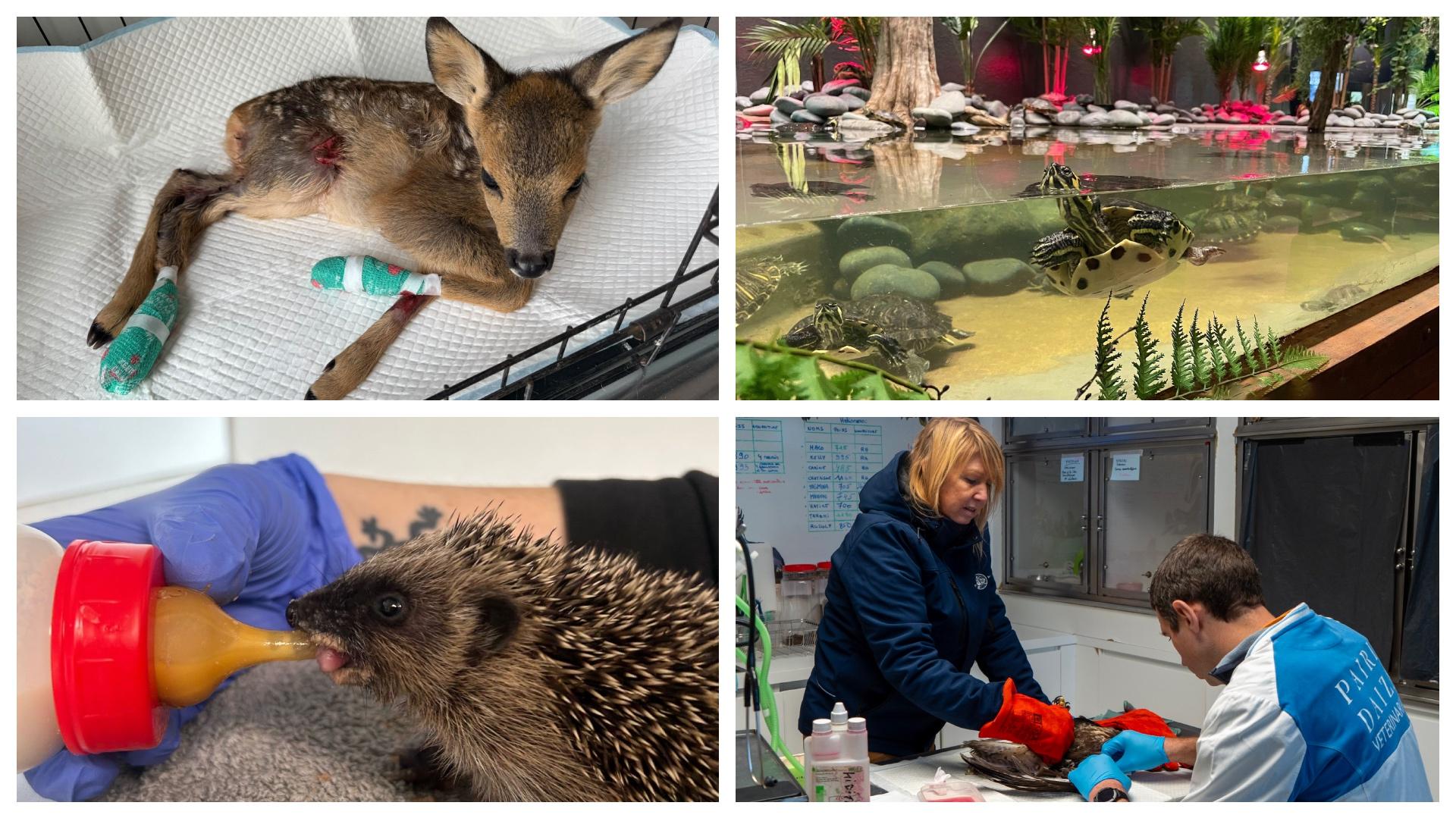 Fondation Pairi Daiza : des abandons en diminution mais des admissions en hausse