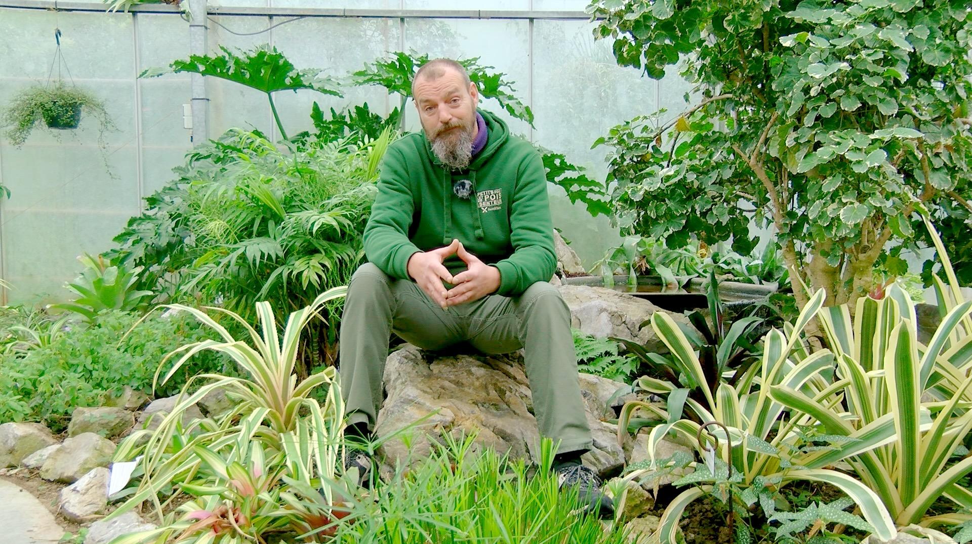 Petits pois et pois de senteur : magnolia, semis précoces et plantation des fruitiers