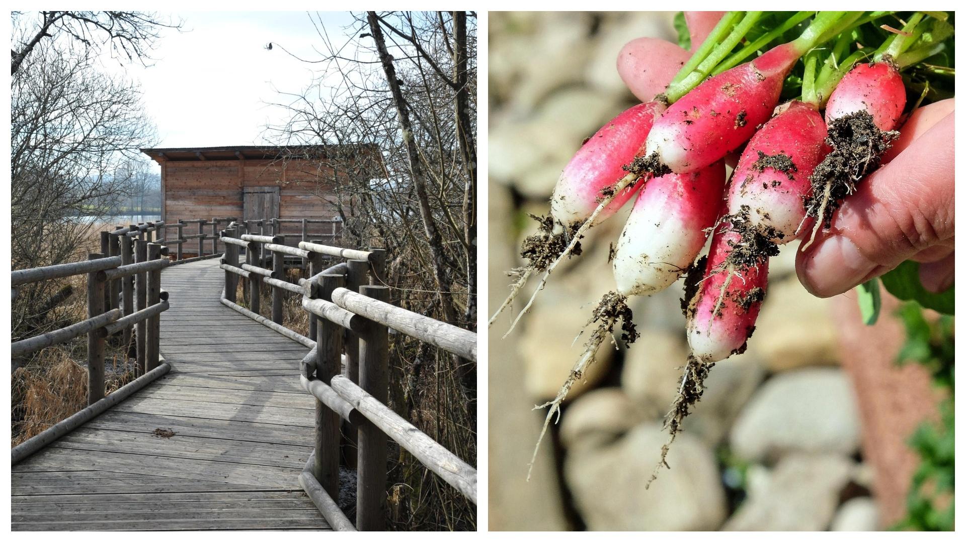 Frasnes : un potager partagé et un observatoire pour oiseaux lauréats du premier budget participatif