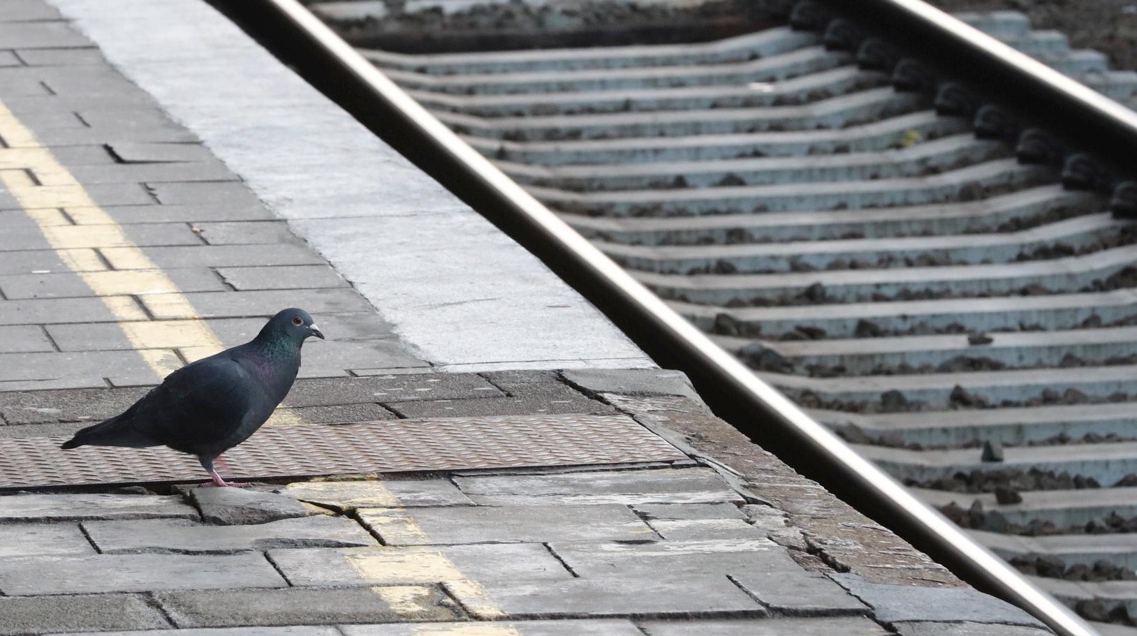 Grève des bus et des trains : voici l'impact en Wallonie picarde