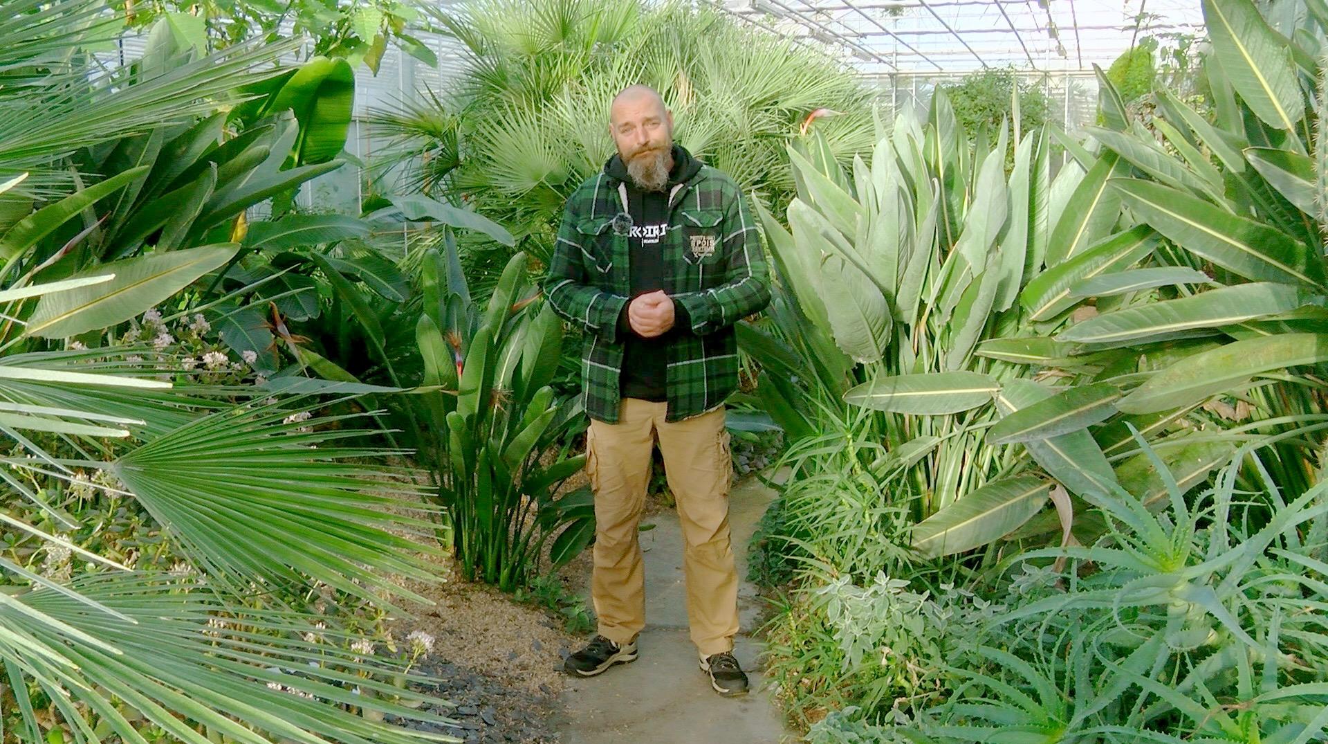 Petits pois et pois de senteur : If commun, travaux de février et boutures de pélargonium