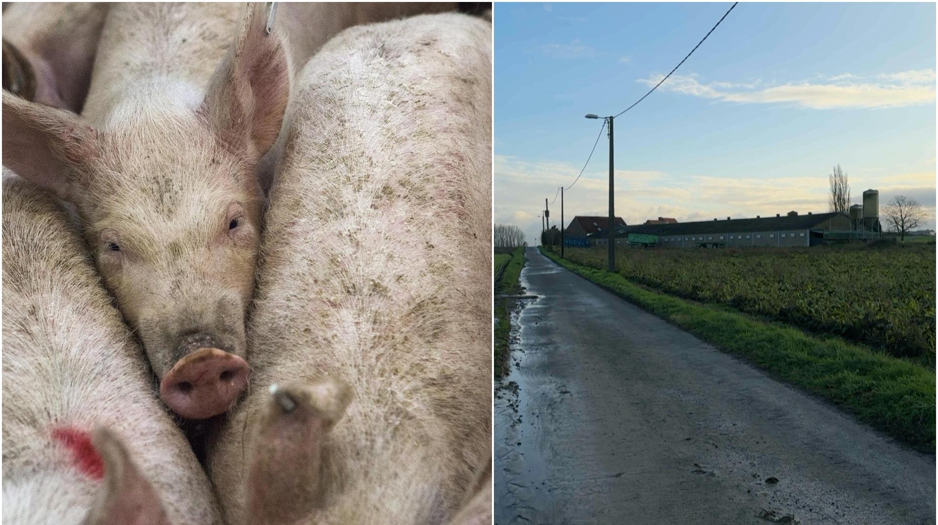Projet de porcherie de 3.000 cochons à Ellignies-Sainte-Anne :  des habitants proposent l’alternative d’une coopérative agricole