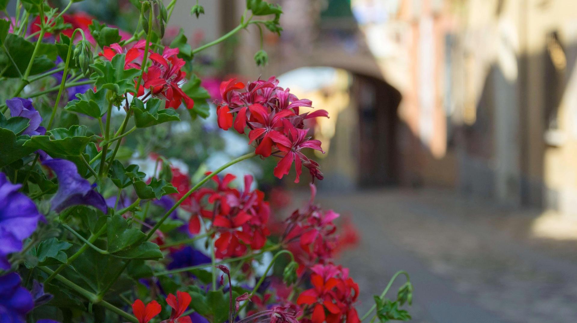 Wallonie en Fleurs 2025 : six communes de Wallonie picarde distinguées