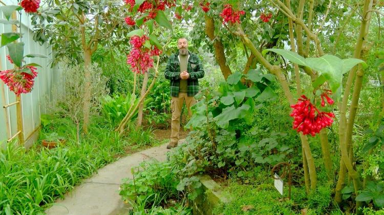 Petits pois et pois de senteur : Jardins parfumés, plantes aux odeurs d'agrumes et nutrition des plantes