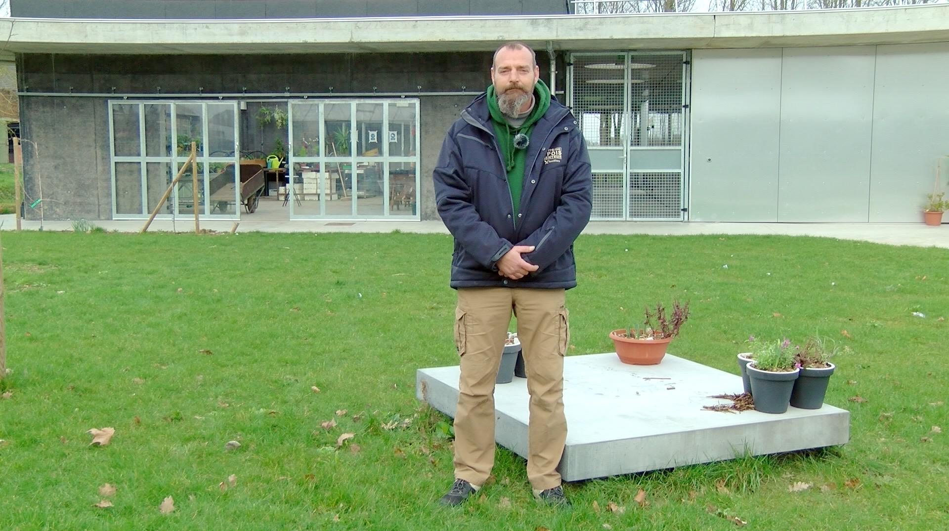 Petits pois et pois de senteur : vivace florifère de rocaille, travaux de mars et taille des fraisiers, le printemps s'installe au jardin !