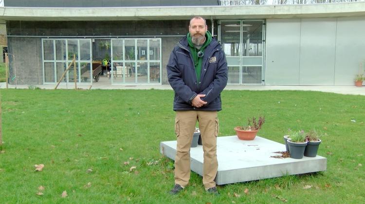 Petits pois et pois de senteur : vivace florifère de rocaille, travaux de mars et taille des fraisiers, le printemps s'installe au jardin !