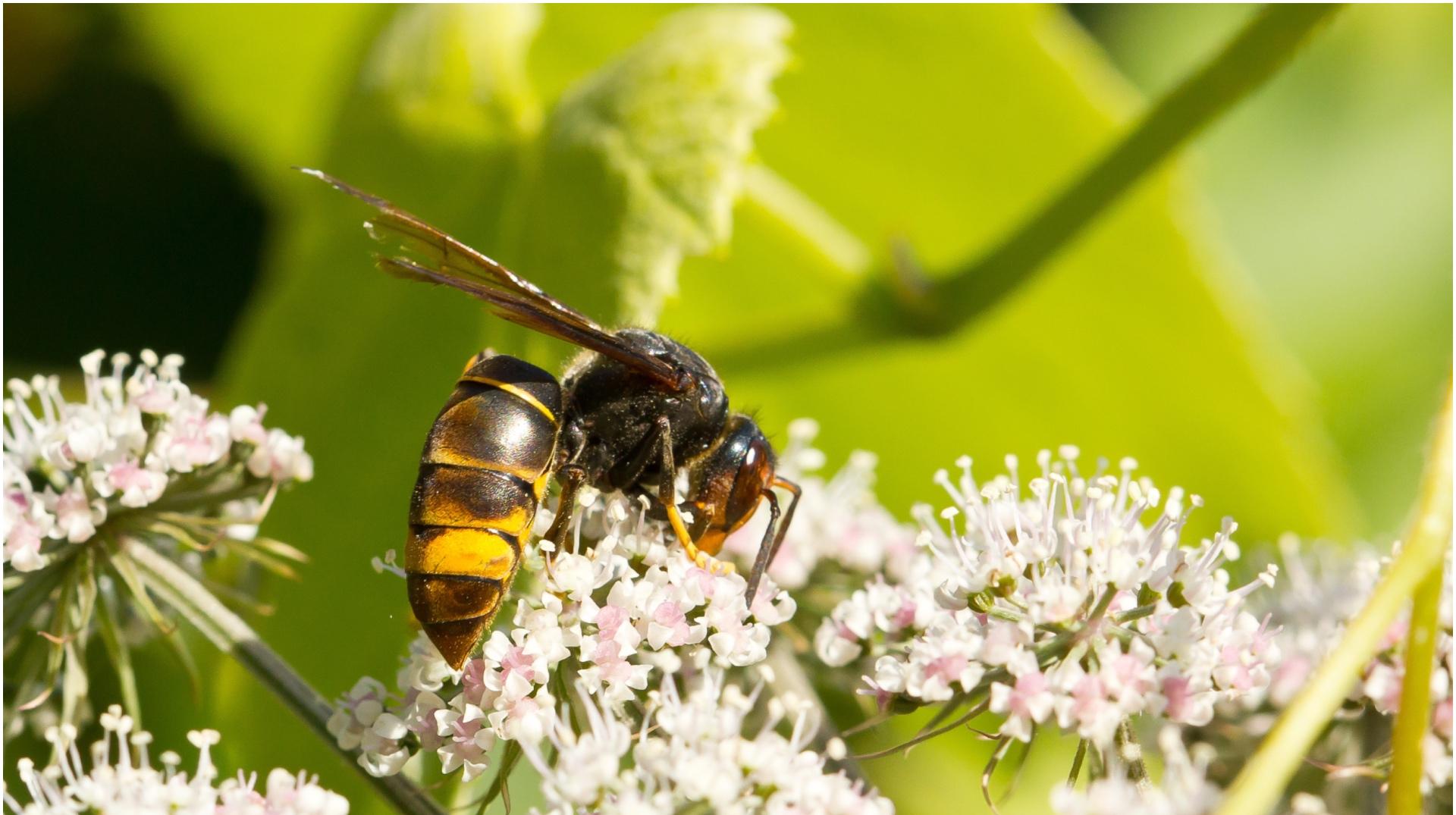 La ville de Chièvres intensifie sa lutte contre le frelon asiatique