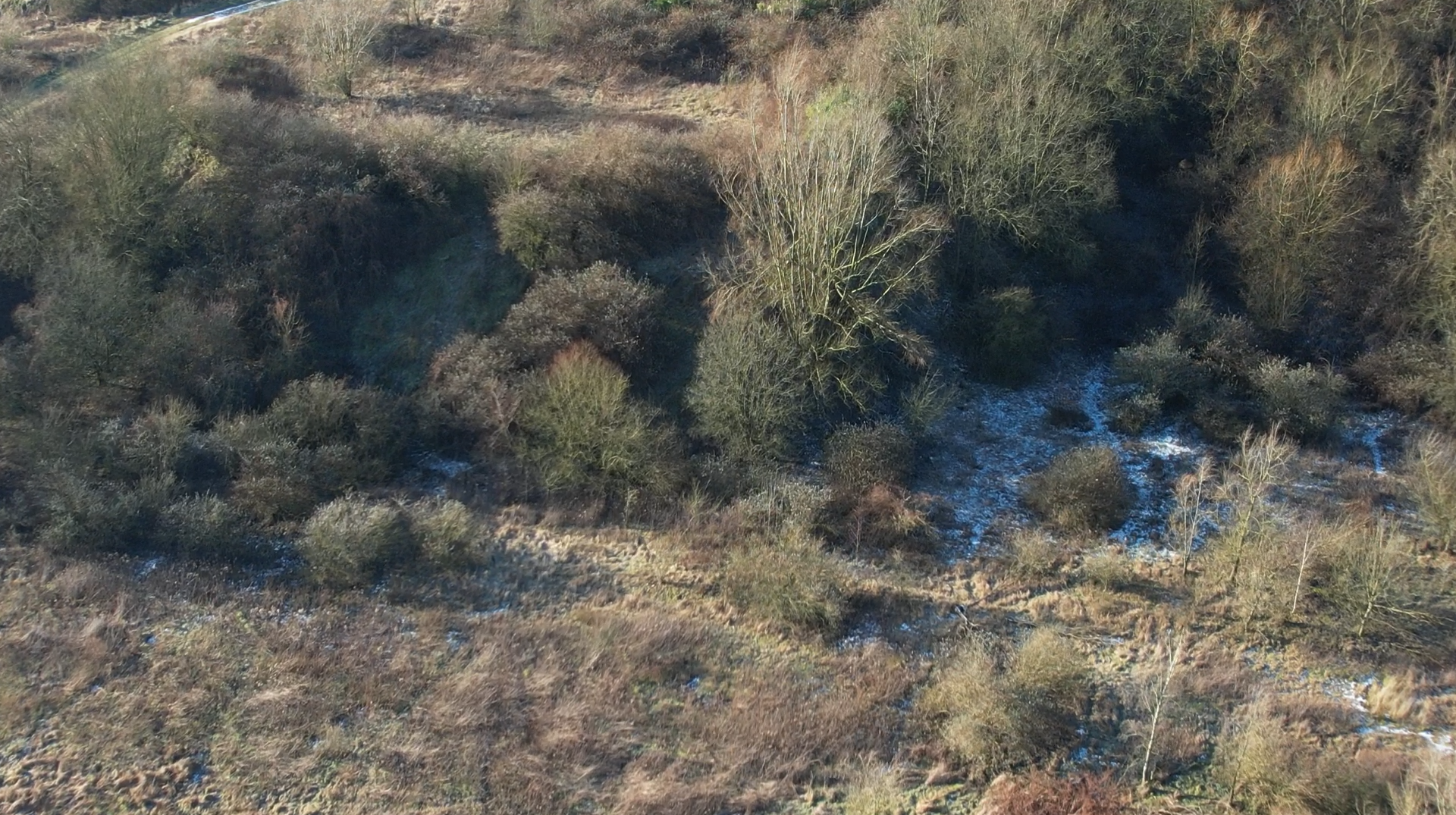 Flobecq : le projet de parc animalier relancé, toujours sans les loups