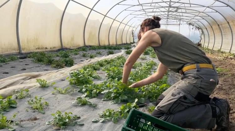 La ferme de la Rigaudière cultive un modèle agricole plus durable