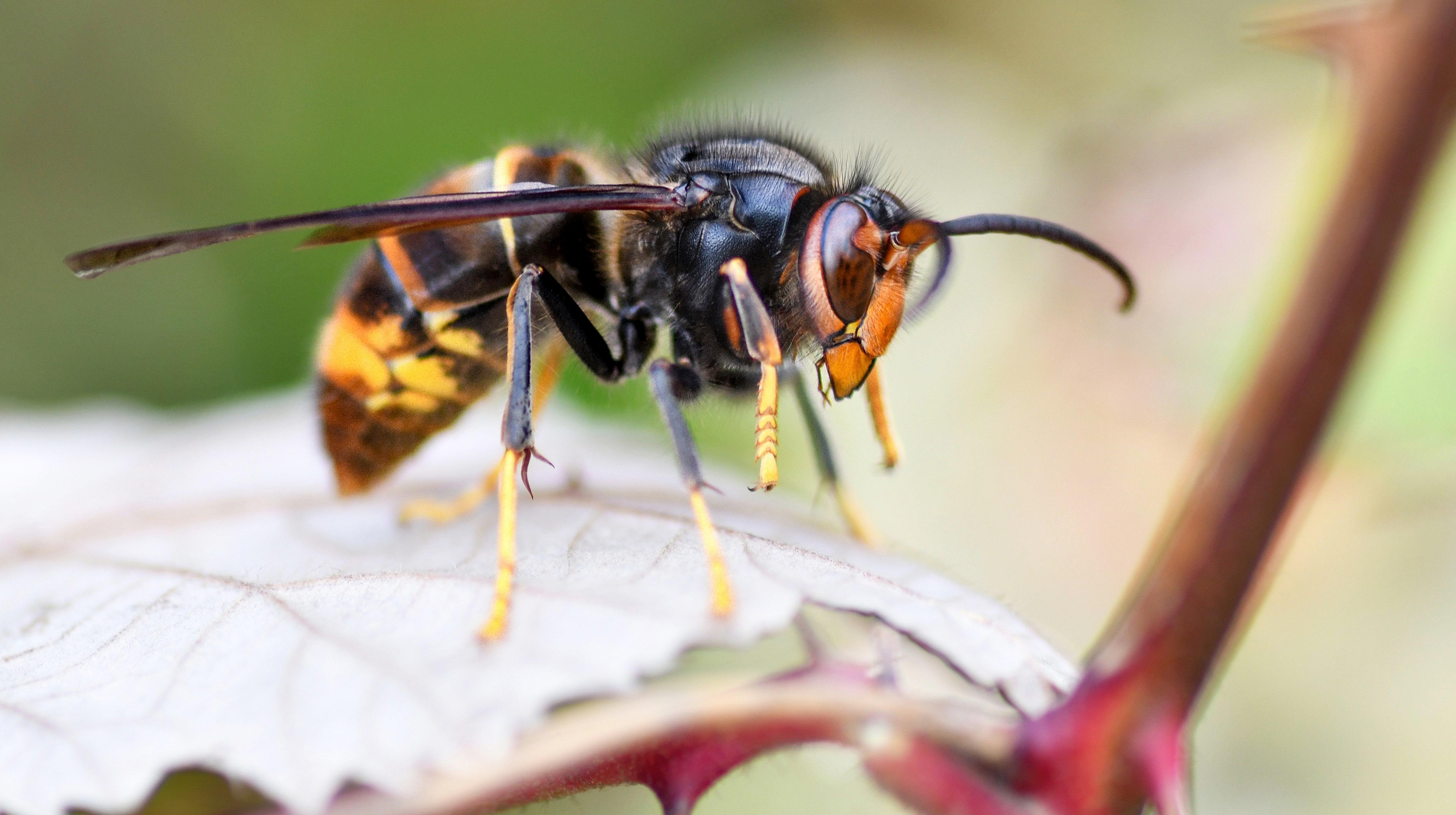 Enghien lance son plan contre les frelons asiatiques avec une distribution de pièges et une conférence
