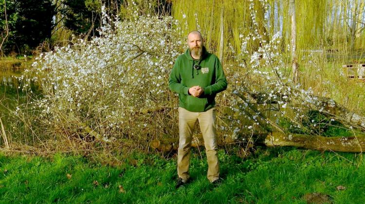 Petits pois et pois de senteur : jardins robustes, plantes soignées et vigilance de saison