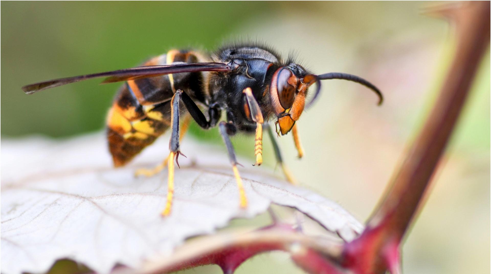 Chièvres : des pièges à frelons asiatiques distribués gratuitement à la population