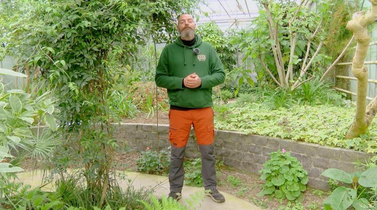 Petits pois et pois de senteur : Jacobinia, tontes de gazon et olivier en difficulté