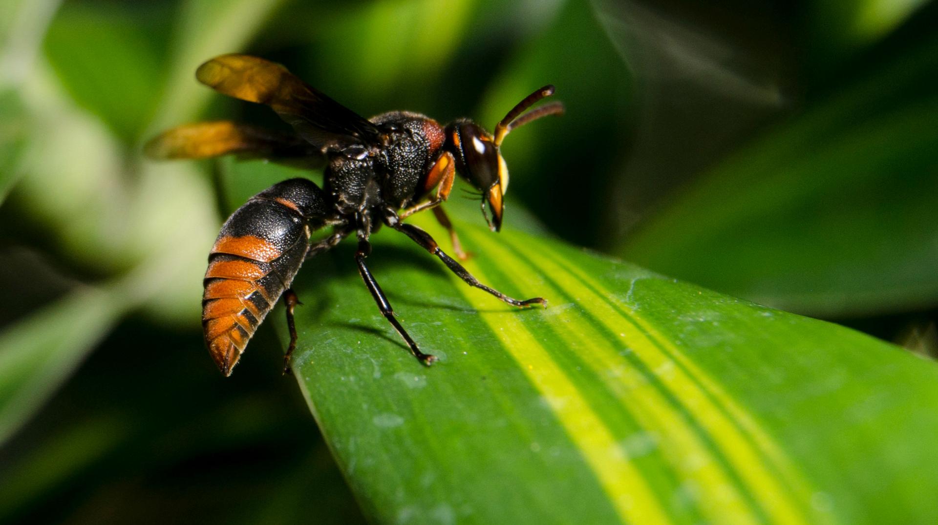 La commune de Brunehaut va encourager financièrement la destruction des nids de frelons asiatiques