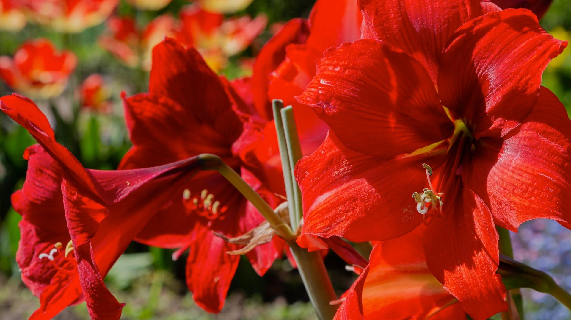 Château de Beloeil : les Amaryllis célèbrent leurs 40 printemps du 4 au 12 avril