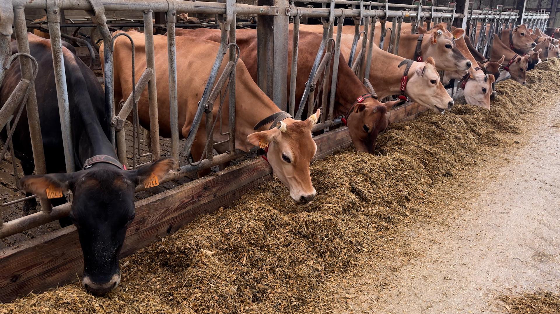 A Graty, la ferme de Maxime Duret allie technologie et savoir-faire pour un lait de qualité