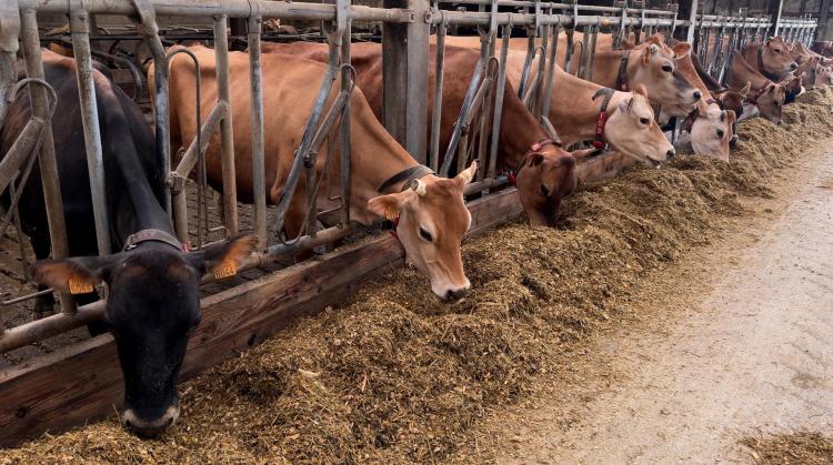 A Graty, la ferme de Maxime Duret allie technologie et savoir-faire pour un lait de qualité