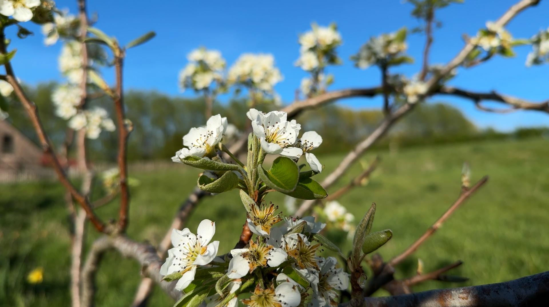 Ma Ferme à Enghien émet 1900 nouvelles parts pour lancer son projet de pressoir à fruits