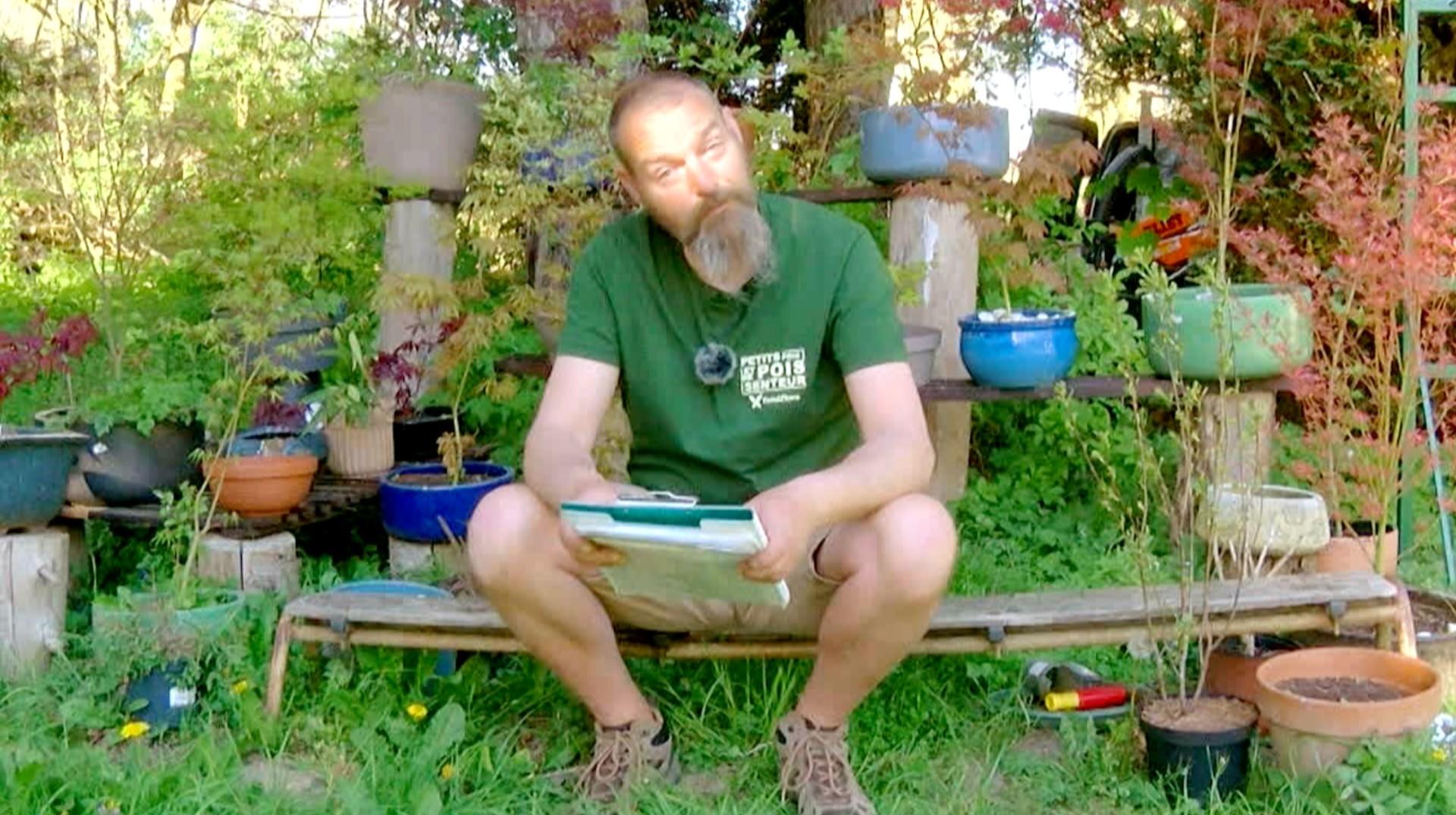 Petits pois et pois de senteur : Aglaonema, graines germées et semis de courge