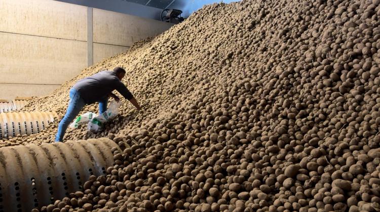 Pipaix : Mathieu donne ses pommes de terre afin de ne pas les jeter