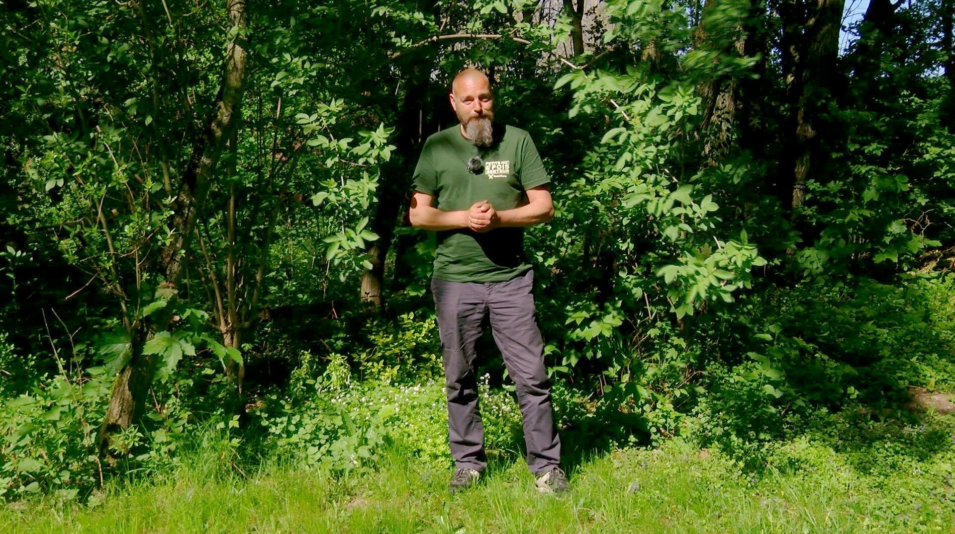 Petits pois et pois de senteur : Anisodontea, tomates et feuilles jaunissantes