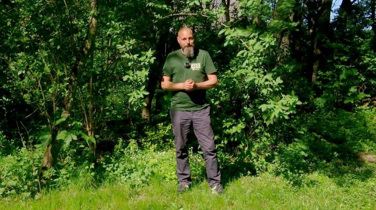 Petits pois et pois de senteur : Anisodontea, tomates et feuilles jaunissantes