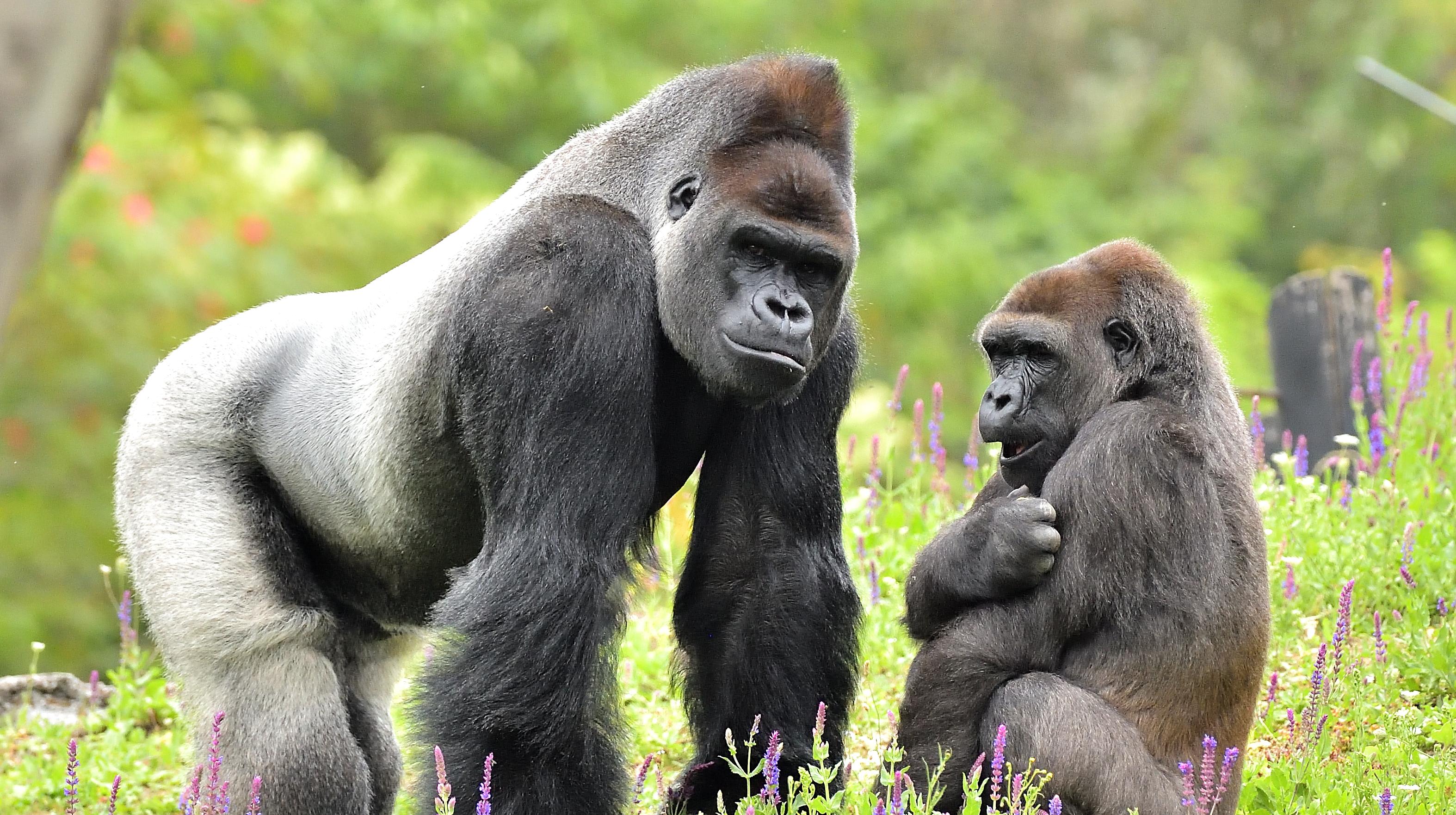 Brugelette : trois gorilles vont quitter Pairi Daiza pour permettre l’arrivée d’un nouveau groupe