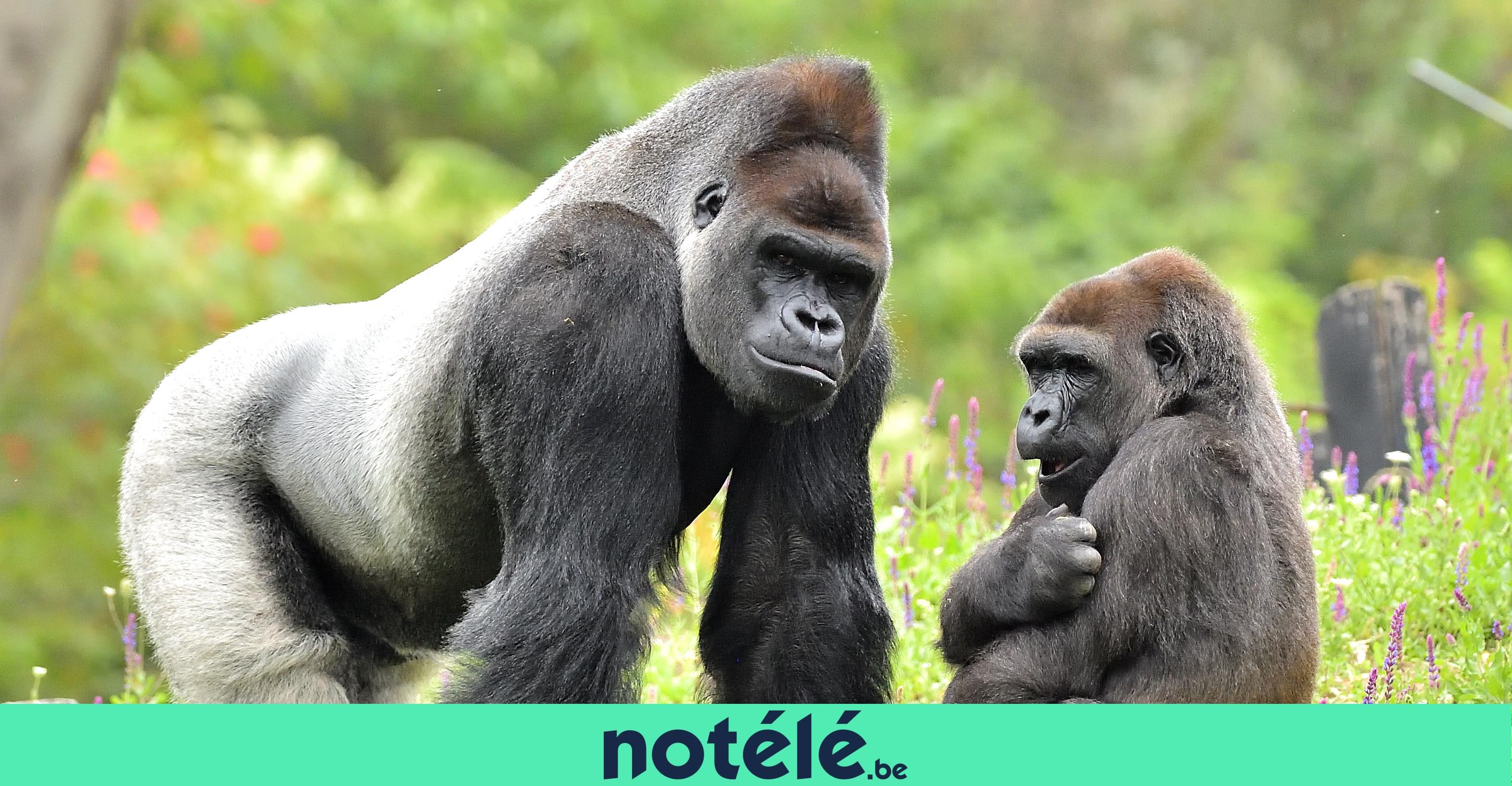 Pairi Daiza réorganise son enclos pour gorilles dans un programme de conservation européen — image 1