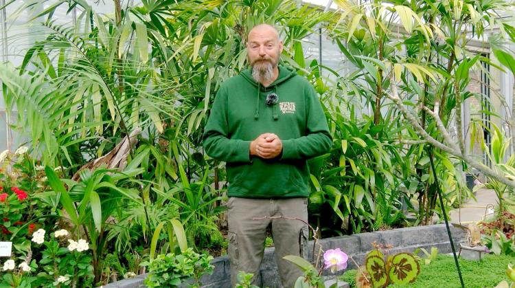 Petits pois et pois de senteur : Verbascums, plantes toxiques, questions sur un lierre dans une haie et du compost sur les plants de tomates au jardin