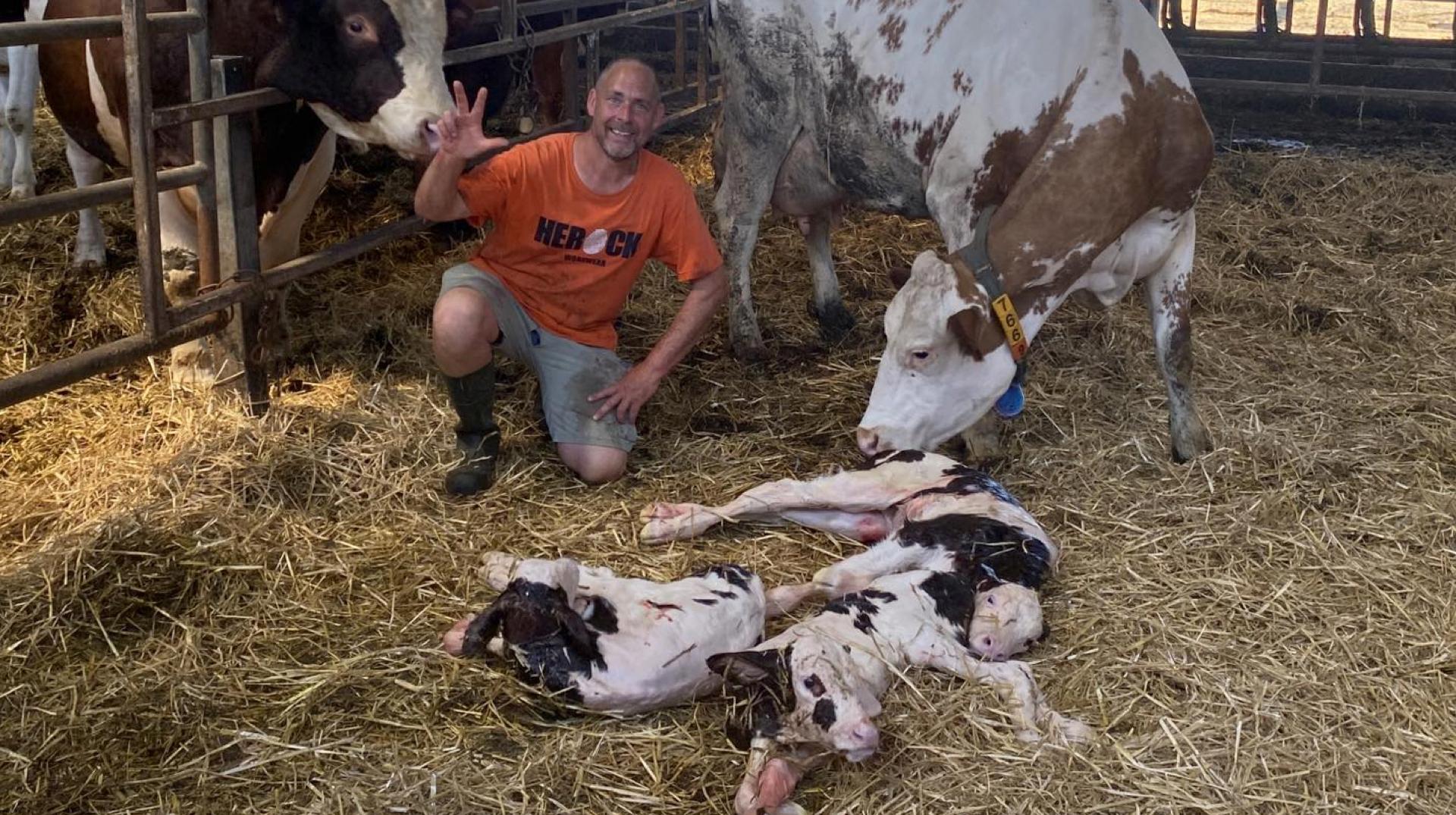 Une vache de la Ferme de la Warde met bas trois veaux vivants : un phénomène qui ne se produit qu'une fois sur 100.000