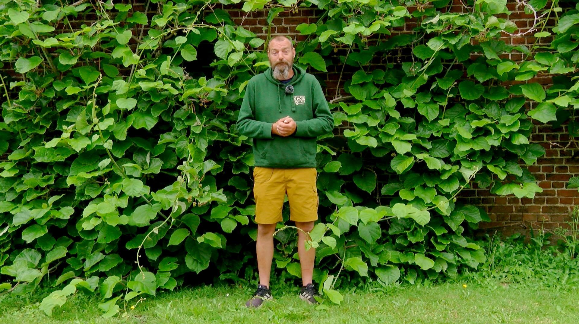 Petits pois et pois de senteur : Pistacias, plantes noires et roquette