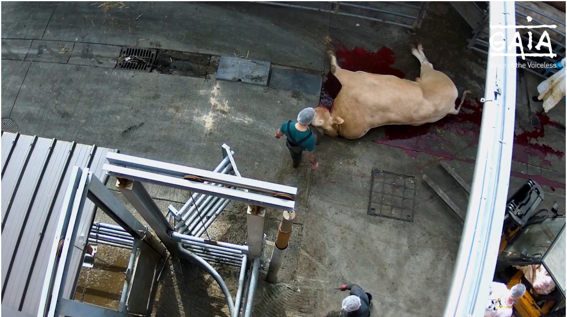 La ville d’Ath exige des explications après la dénonciation de maltraitance animale par GAIA à l’abattoir